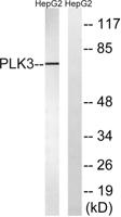 Fnk Polyclonal Antibody