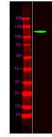FOG1 Polyclonal Antibody