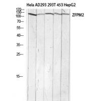 FOG-2 Polyclonal Antibody