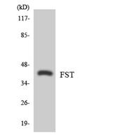 Follistatin Polyclonal Antibody