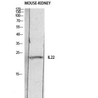 IL-22 Polyclonal Antibody