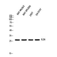 IL-26 Polyclonal Antibody