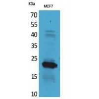 IL-28 Polyclonal Antibody