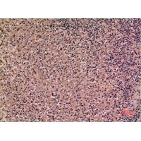 IL-28 Polyclonal Antibody
