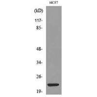 IL-28 Polyclonal Antibody
