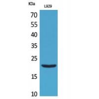 IL-29 Polyclonal Antibody