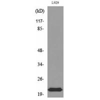 IL-29 Polyclonal Antibody