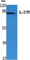 IL-31Rα Polyclonal Antibody