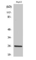 IL-32 Polyclonal Antibody