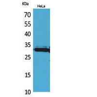IL-33 Polyclonal Antibody