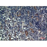IL-33 Polyclonal Antibody