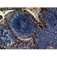 IL-33 Polyclonal Antibody