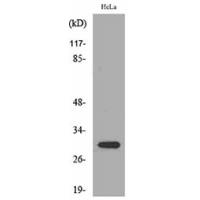IL-33 Polyclonal Antibody