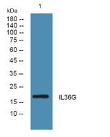 IL36G Polyclonal Antibody