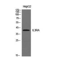 IL-3Rα Polyclonal Antibody