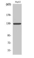 IL-3Rβ Polyclonal Antibody