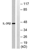 IL-3Rβ Polyclonal Antibody