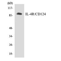 IL-4Rα Polyclonal Antibody