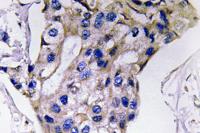 IL-5 Polyclonal Antibody