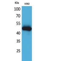 IL-5Rα Polyclonal Antibody