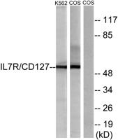 IL-7R Polyclonal Antibody