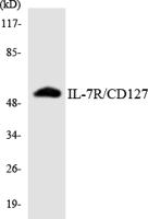 IL-7R Polyclonal Antibody