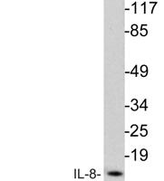 IL-8 Polyclonal Antibody