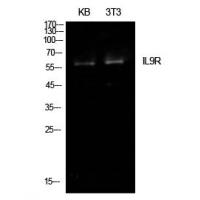 IL-9R Polyclonal Antibody