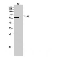 IL-9R Polyclonal Antibody