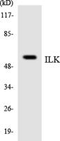 ILK Polyclonal Antibody