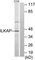ILKAP Polyclonal Antibody