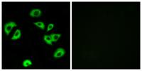 ILT-3 Polyclonal Antibody