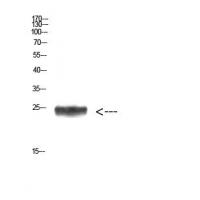 Imp3 Polyclonal Antibody