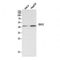 INDOL1 Polyclonal Antibody