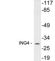 ING4 Polyclonal Antibody