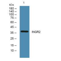 INGR2 Polyclonal Antibody