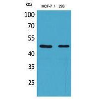 Inhibin β-A Polyclonal Antibody