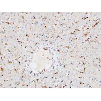 Inhibin β-A Polyclonal Antibody