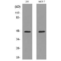 Inhibin β-A Polyclonal Antibody