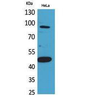 Inhibin β-B Polyclonal Antibody