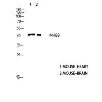 Inhibin β-B Polyclonal Antibody