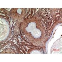 Inhibin β-B Polyclonal Antibody
