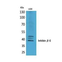 Inhibin β-E Polyclonal Antibody