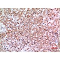 Inhibin β-E Polyclonal Antibody