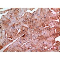 Inhibin β-E Polyclonal Antibody