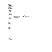 Ini1 Polyclonal Antibody