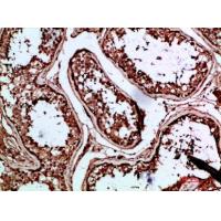 INSL3 Polyclonal Antibody