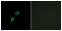 INSL4 Polyclonal Antibody