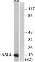 INSL4 Polyclonal Antibody