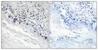 InsP 3-kinase C Polyclonal Antibody
